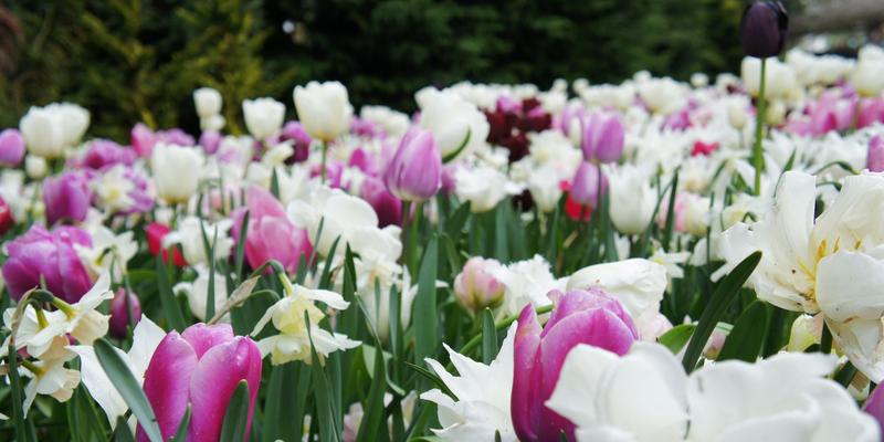 Keukenhof / 库肯豪夫郁金香花园