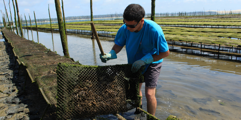 生蚝养殖 Ostreiculture