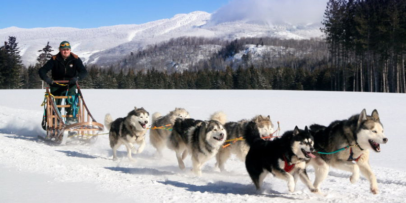 狗拉雪橇 Chiens de traineaux