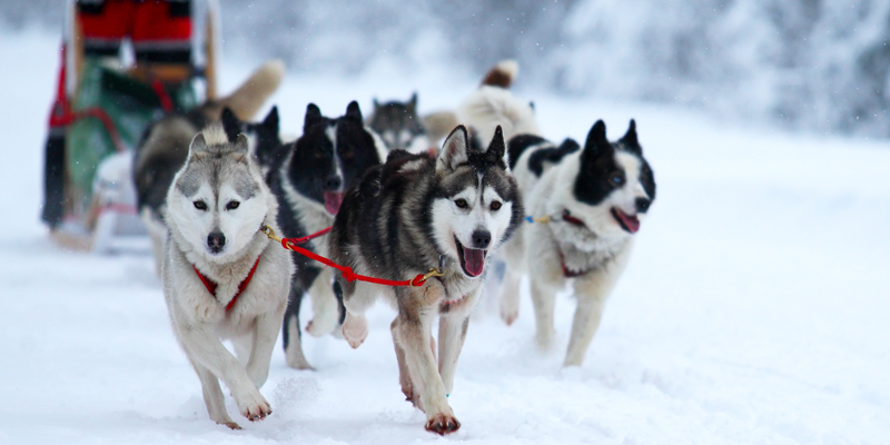 Chiens de traineaux 狗拉雪橇