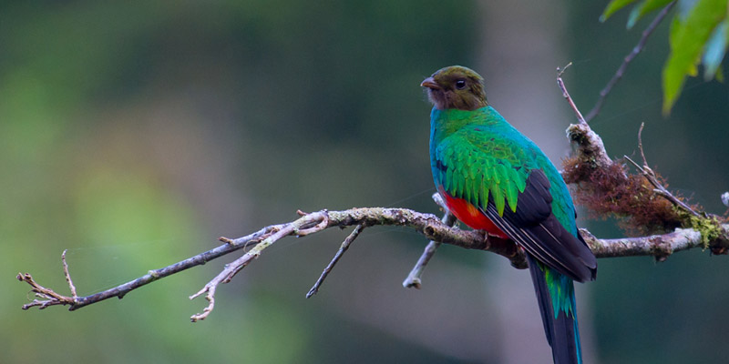 Golden headed quetzal