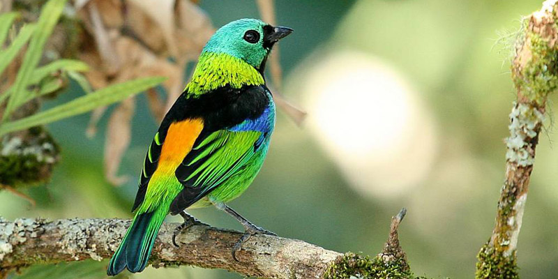 Paradis tanager