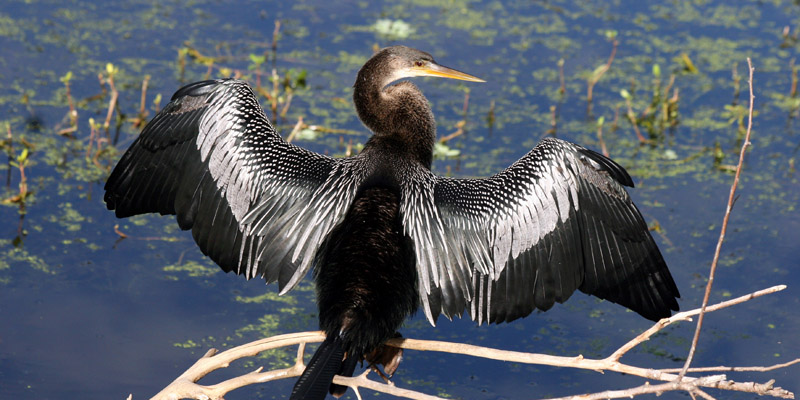 Anhinga