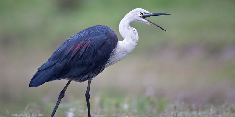 White necked herons