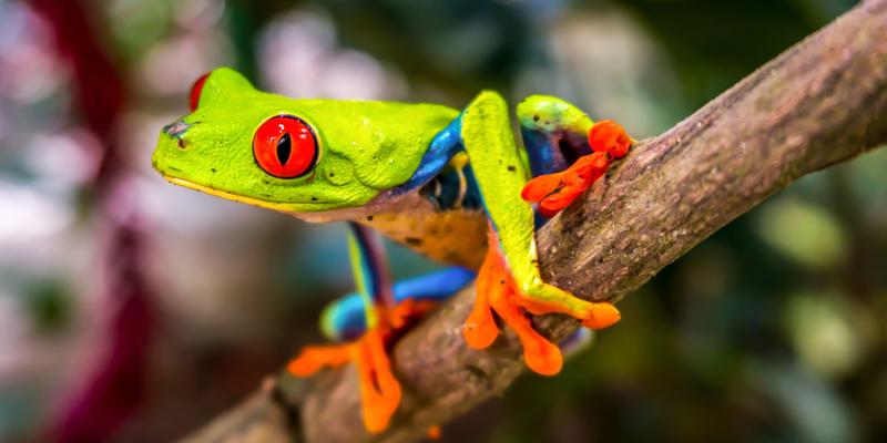 Frog of Amazon