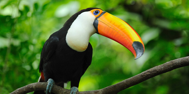 Toucan