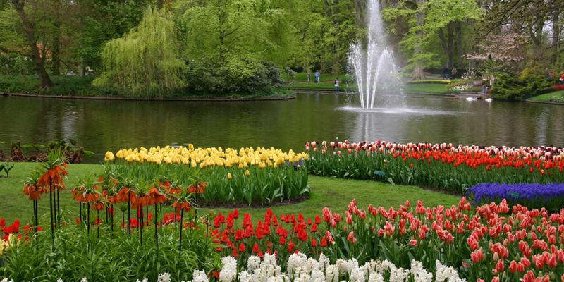 郁金香花园